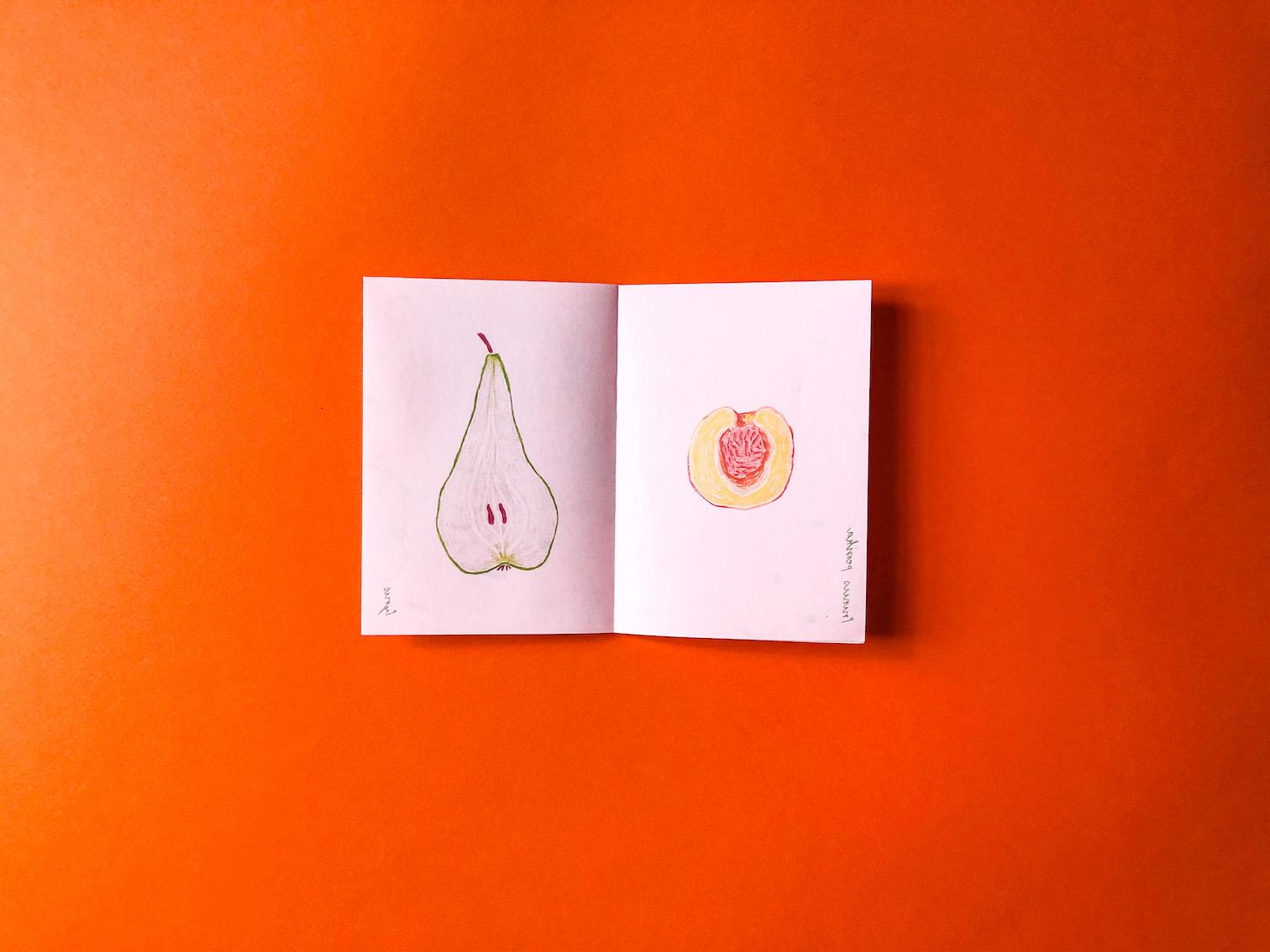 © Pia Salzer Fruit de Vulva Spread1