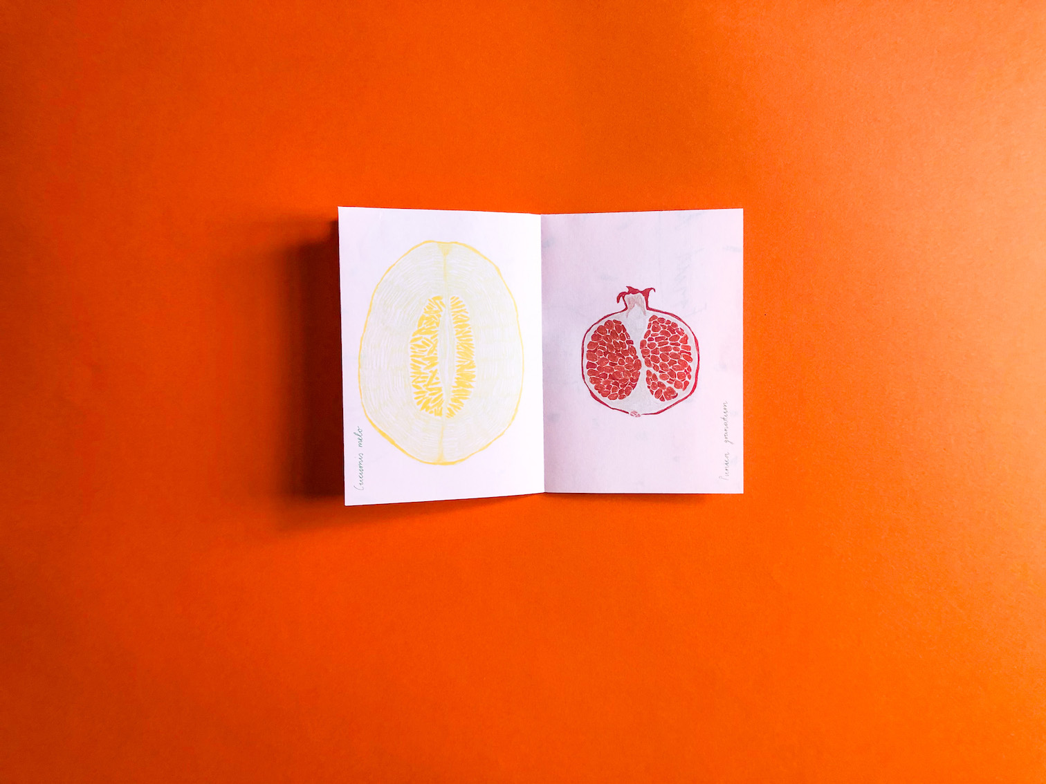 © Pia Salzer Fruit de Vulva Spread2
