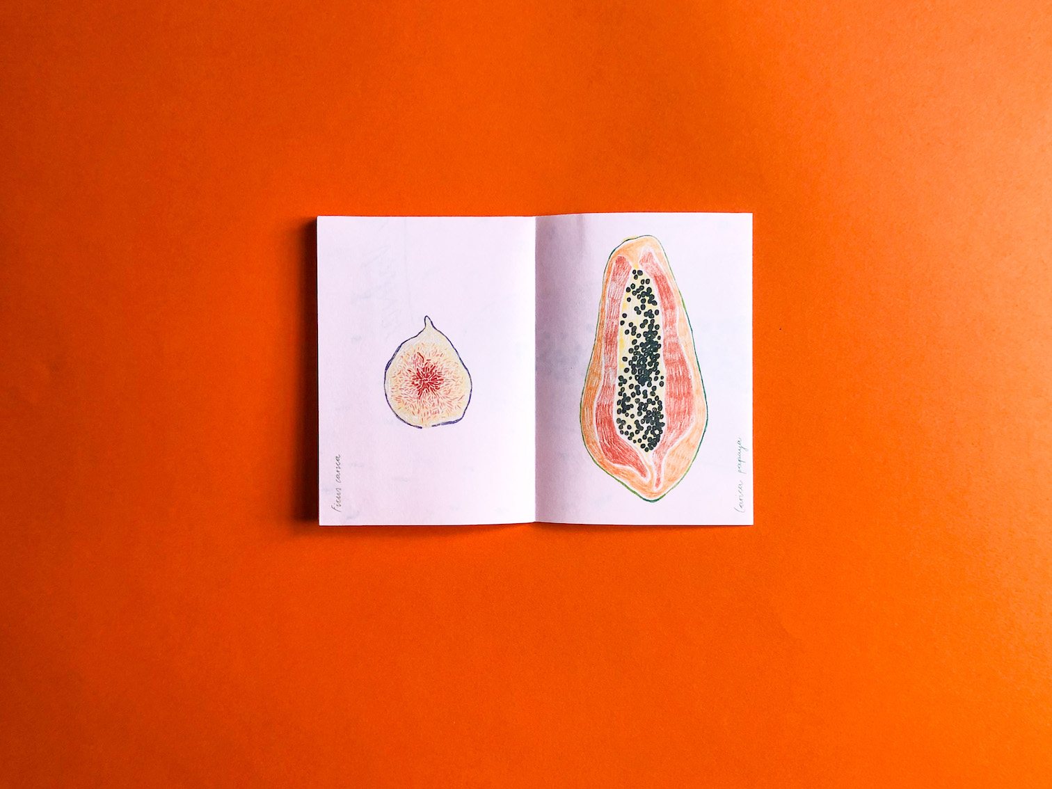© Pia Salzer Fruit de Vulva Spread3